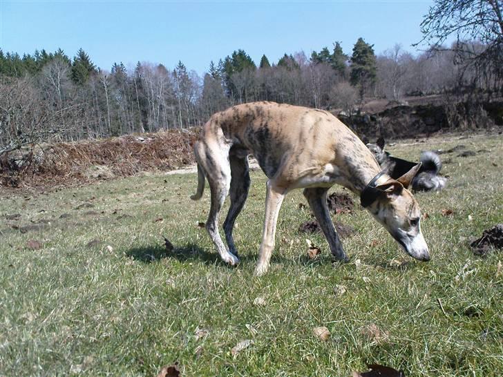 Whippet Flying Dutchmand - Gelly - Gelly nyder en god omgang kaninlort. billede 6