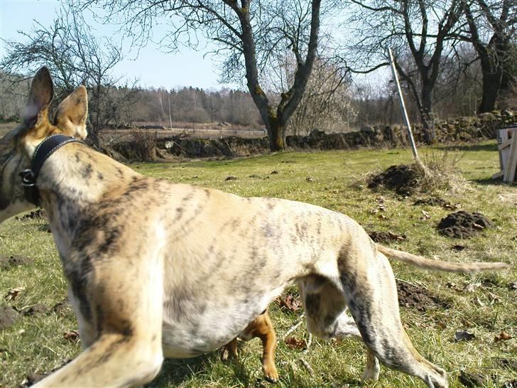 Whippet Flying Dutchmand - Gelly - Ik så hurtig Gelly, skal lige kunne fange dig på billedet ik. billede 7
