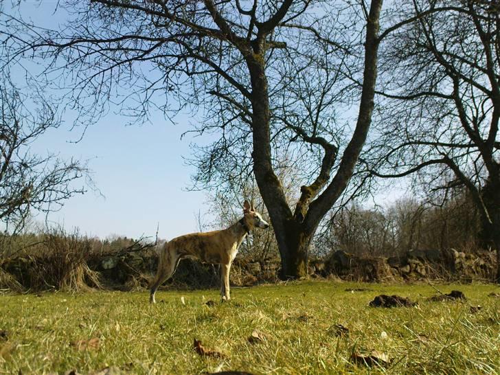 Whippet Flying Dutchmand - Gelly billede 8