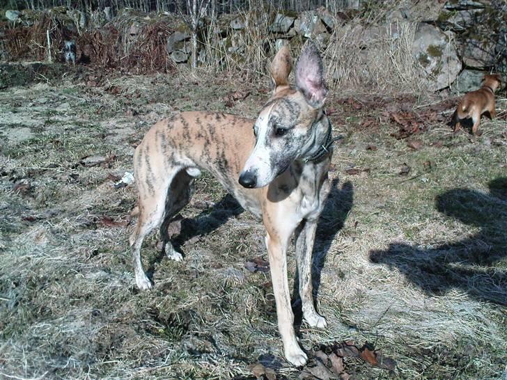 Whippet Flying Dutchmand - Gelly billede 9