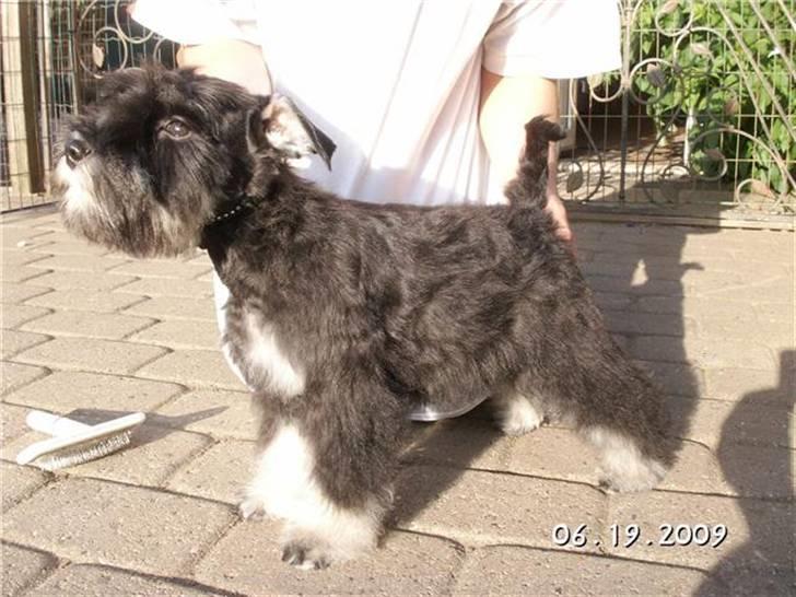 Dvaergschnauzer Eragon billede 15