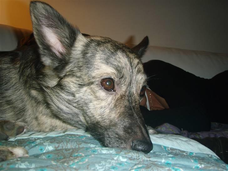 Blanding af racer Pingo (Pingo Nielsen) billede 10