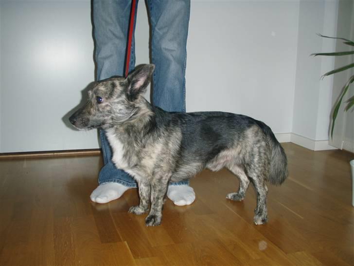 Blanding af racer Pingo (Pingo Nielsen) billede 11