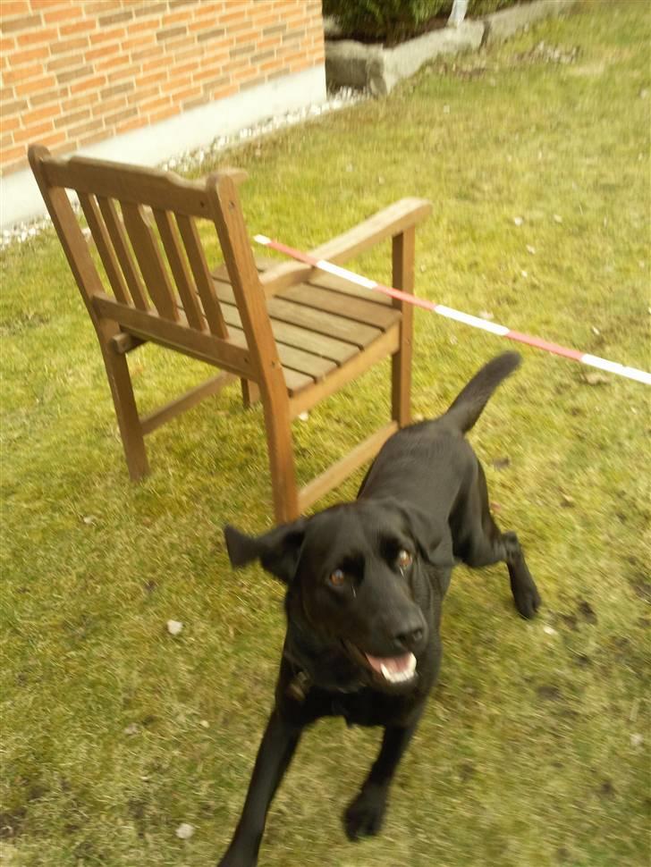 Labrador retriever Quieto - Quieto springer billede 6