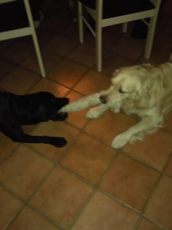 Labrador retriever Quieto - Quieto og Mille leger  billede 7