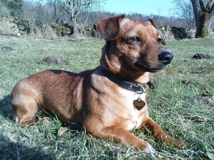 Blanding af racer Stinky - Stinky slikker sol denne første varme dag på aåret april 2010 billede 1