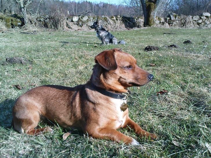 Blanding af racer Stinky - Stinky Frederiksen som vi også kalder hende. billede 2