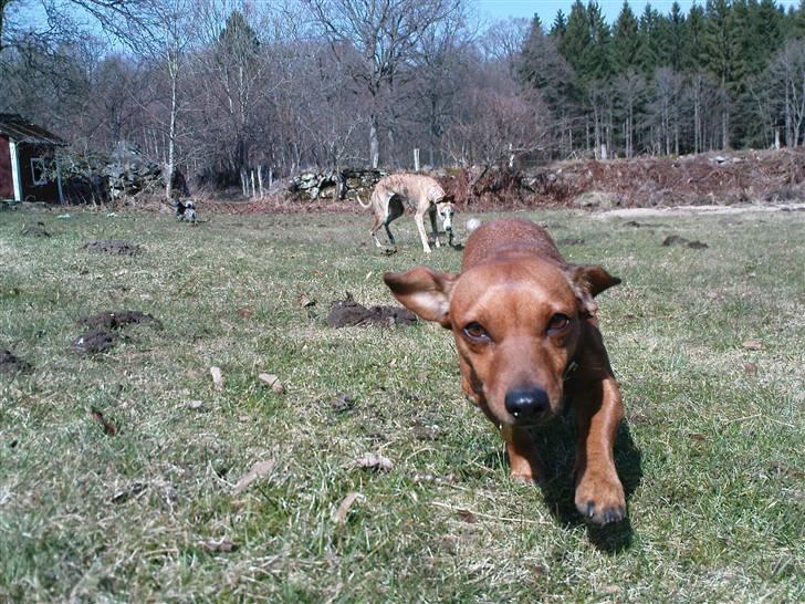 Blanding af racer Stinky - Stinky kommer ved det mindste tegn. Måske blir hun jo nusset lidt :) billede 3