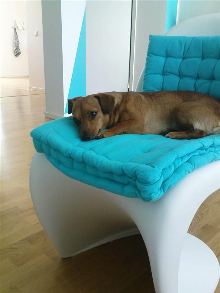 Blanding af racer Stinky - Stinky er kun til dansk design, også selvom hun er en lille polak :) billede 4