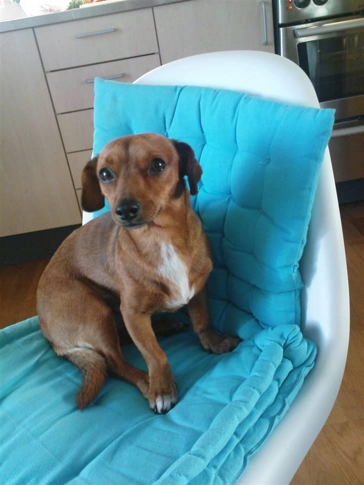 Blanding af racer Stinky - Det er altid rart at være i køkkenet. Hvem ved hvad der kan falde ned under madlavning. Ærgeligt at vi er vegetare...   billede 5