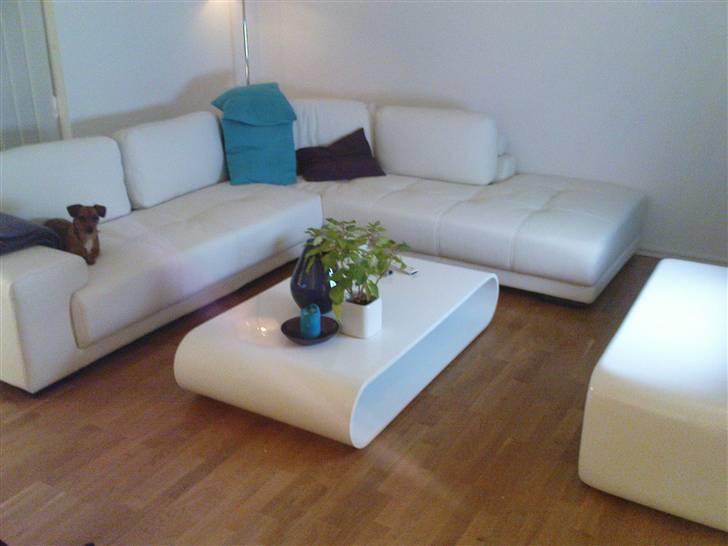 Blanding af racer Stinky - Stinky blir næsten væk i sofaen. Lille Stinky Frederiksen. billede 6