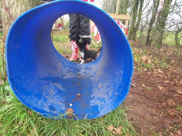 Chihuahua Felix - Felix til hundetræning. billede 12