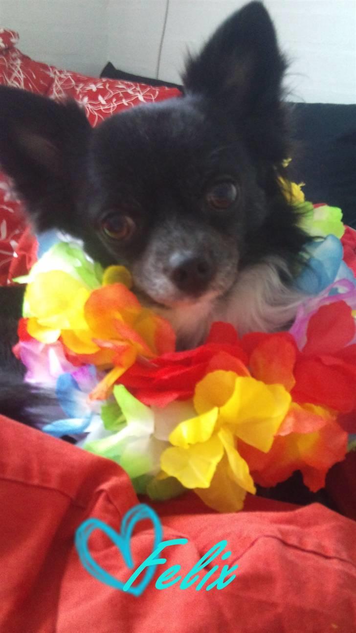 Chihuahua Felix - Hawaii Felix billede 13