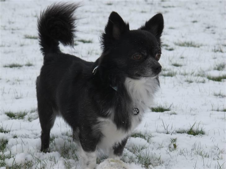 Chihuahua Felix - Felix i sneen :) 2010! billede 14