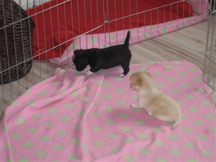 Chihuahua Felix - Felix og hans bror Atlas. billede 15