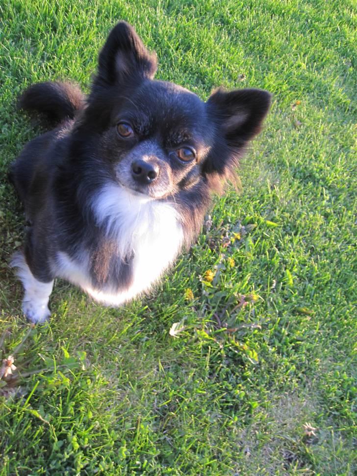 Chihuahua Felix - Ej, godt vejr.. :) billede 16