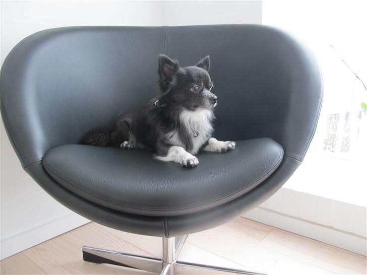 Chihuahua Felix - Felix nyder udsigten! 2010 billede 17