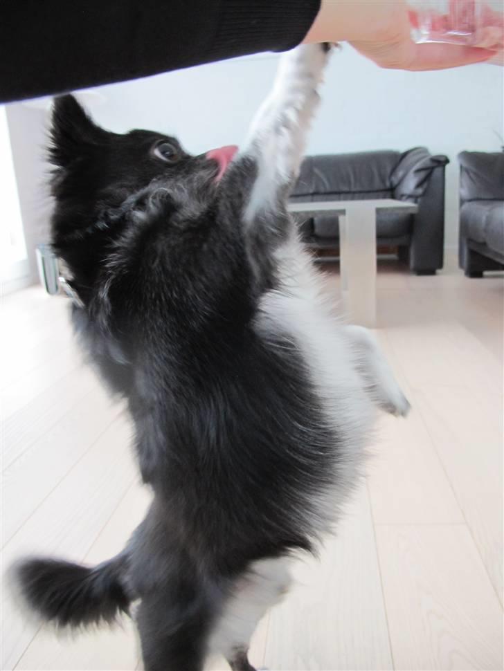 Chihuahua Felix - Tak fordi i kiggede med.. Giv eventuelt en kommentar og bedøm..  billede 18