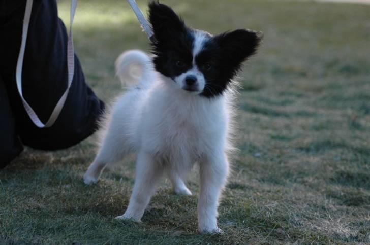 Papillon Klæstruplunds Cille - Banditten 13 uger... Skindet bedrager! billede 3