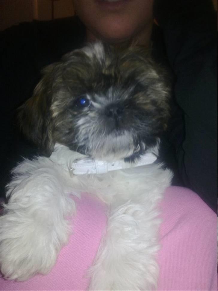 Shih tzu Duchess billede 1