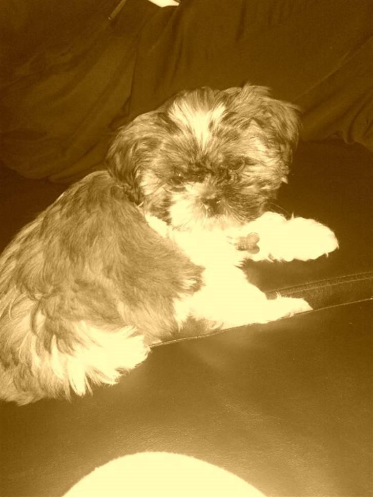 Shih tzu Duchess billede 2