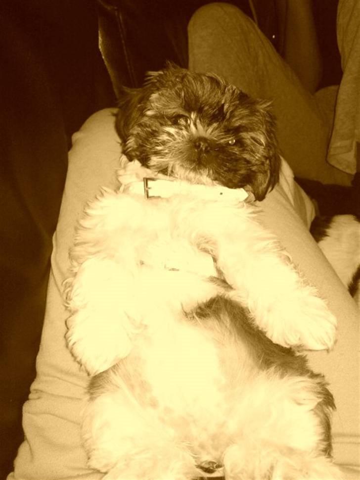 Shih tzu Duchess billede 3