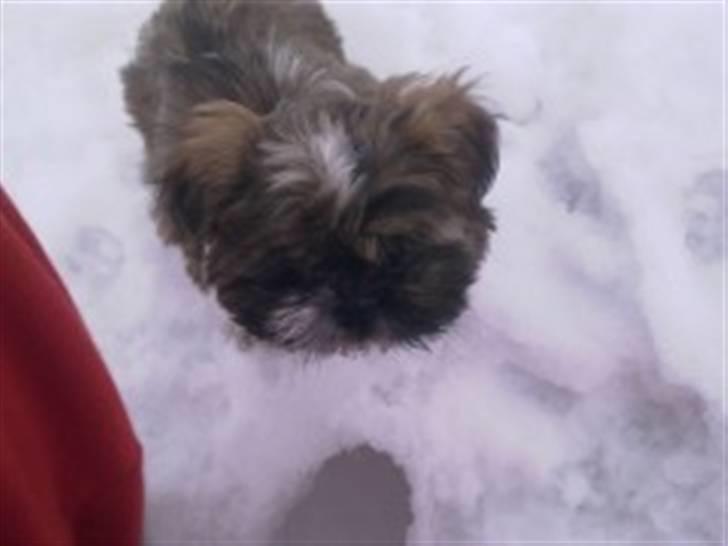 Shih tzu Duchess billede 4