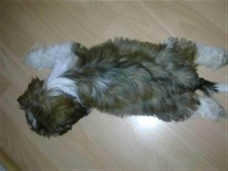 Shih tzu Duchess billede 5