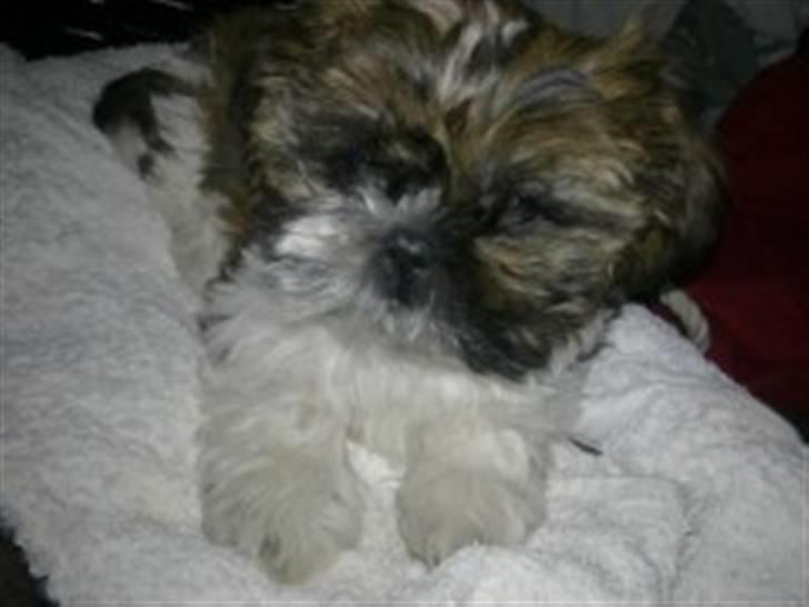 Shih tzu Duchess billede 7