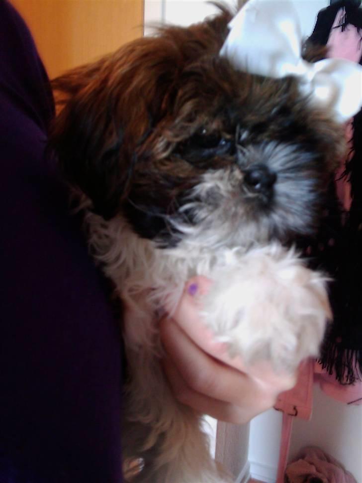 Shih tzu Duchess billede 8