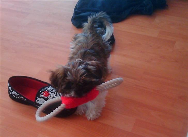 Shih tzu Duchess billede 9