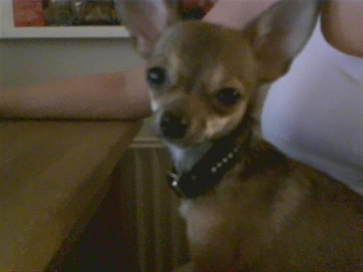 Chihuahua Emma billede 13