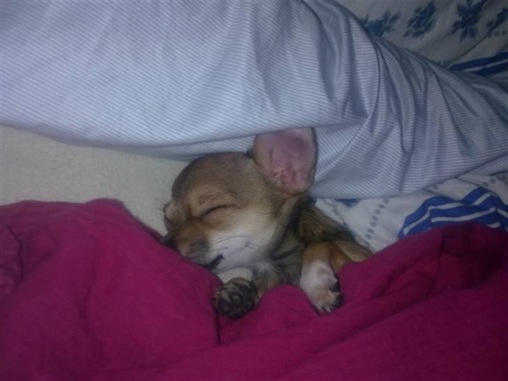 Chihuahua Emma billede 14