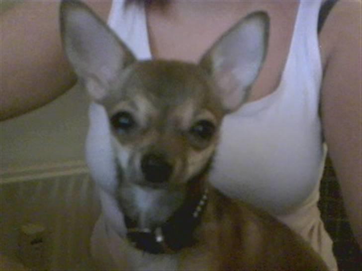 Chihuahua Emma billede 15