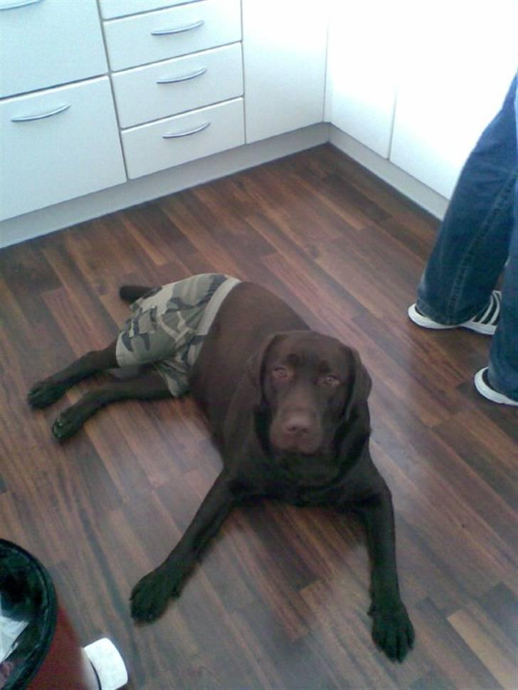 Labrador retriever Maggie - Jeg var i løbetid billede 1