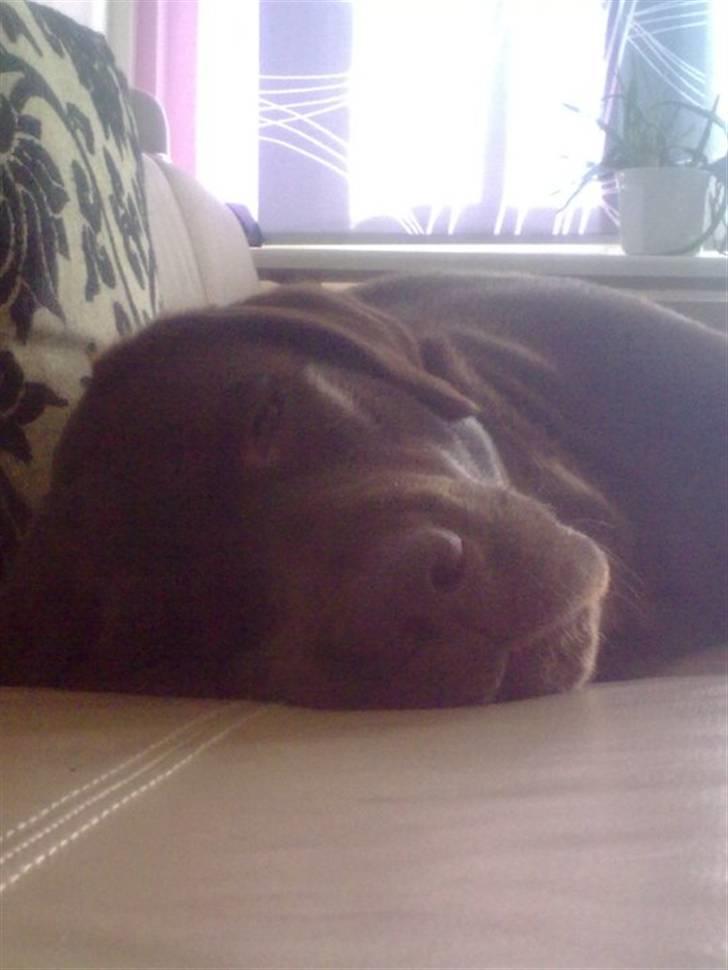 Labrador retriever Maggie - yndlingsbeskæftigelse billede 2