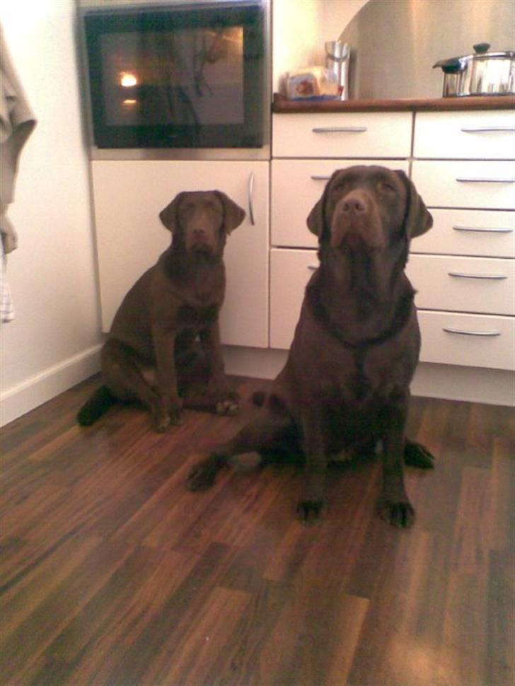 Labrador retriever Maggie - Mig til højre, og min lille søster til venstre:) billede 3