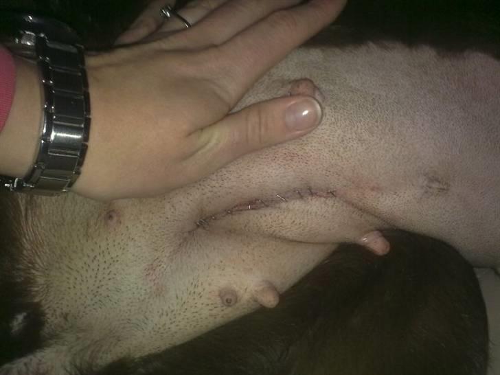 Labrador retriever Maggie - Jeg er blevet opereret for blæresten :( billede 4