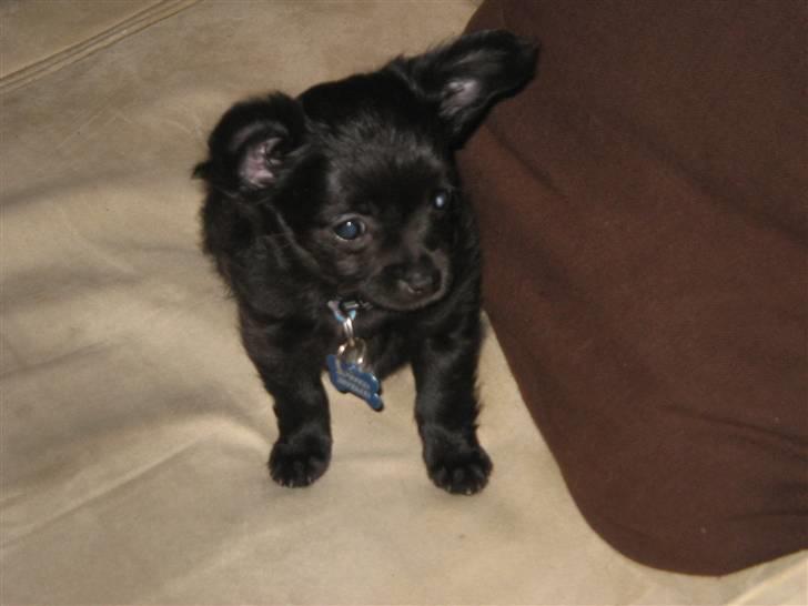 Chihuahua Canto billede 10