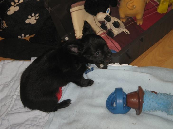 Chihuahua Canto billede 11