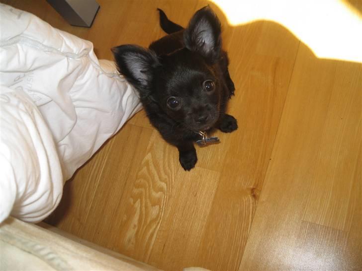 Chihuahua Canto billede 12