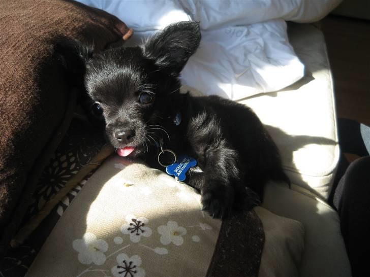 Chihuahua Canto billede 13