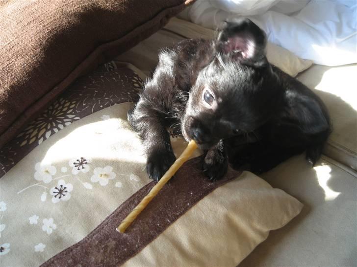 Chihuahua Canto billede 14