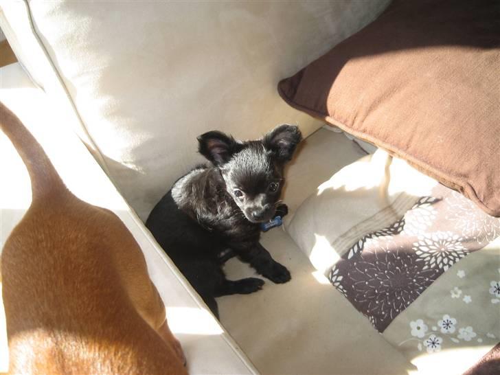 Chihuahua Canto billede 15