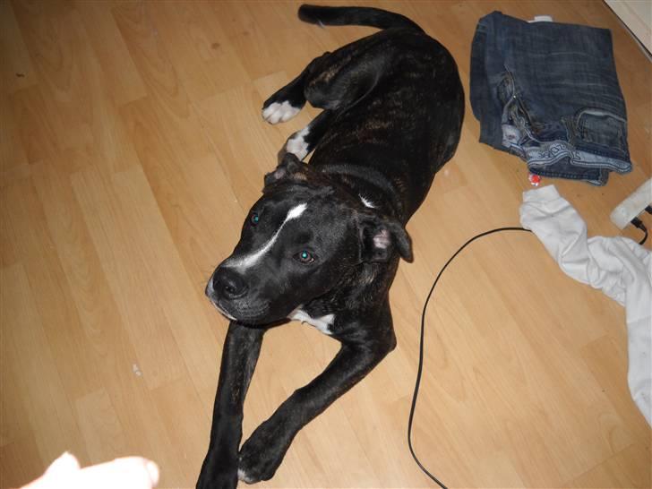 Amerikansk staffordshire terrier fnuggi billede 1