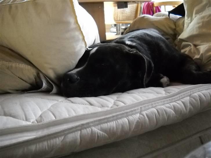 Amerikansk staffordshire terrier fnuggi billede 2