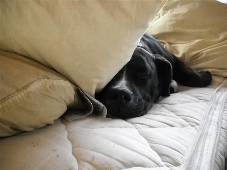 Amerikansk staffordshire terrier fnuggi billede 3