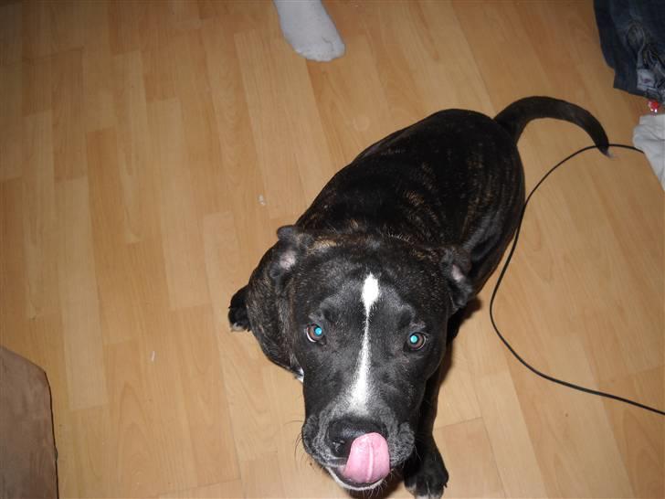 Amerikansk staffordshire terrier fnuggi billede 4