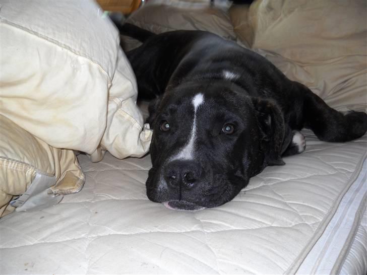 Amerikansk staffordshire terrier fnuggi billede 5