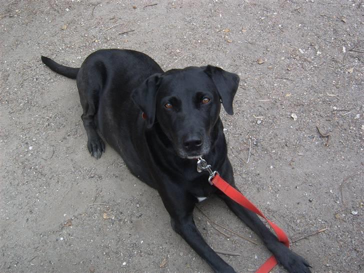 Blanding af racer Zenta - Ligger lige og slapper af billede 19